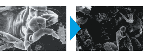 Allergènes visualisés après irradiation à l'aide d'un microscope électronique.